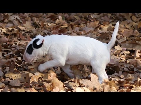 I GOT A NEW PUPPY! (Bull Terrier)