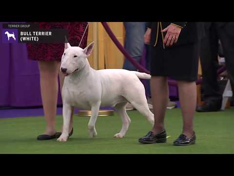 Bull Terriers (White) | Breed Judging 2020