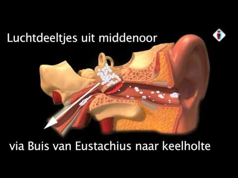 buis van Eustachius buis van Eustachius