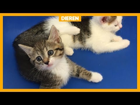 Dierenbescherming: 'Veel te veel kittens in het asiel'