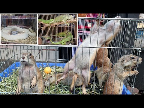 [4K] Walk around Chatuchak Pet Market in Bangkok, Thailand
