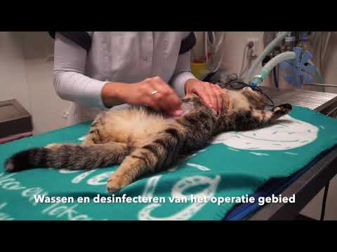 sterilisatie kat