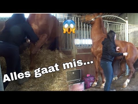 DIT HAD IK NOOIT VERWACHT VAN MIJN PAARD | Daniëlla van der werf