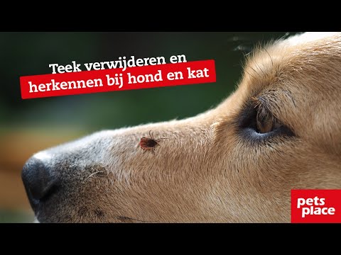 Teek verwijderen en herkennen bij hond en kat