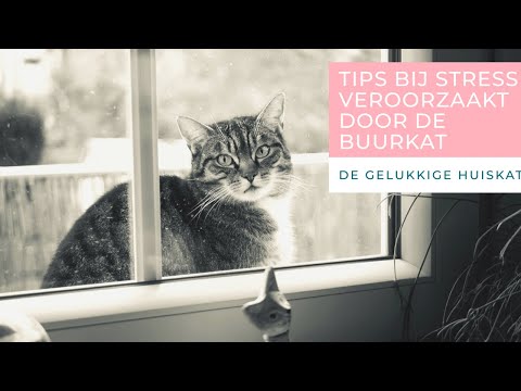 ALS JE KAT STRESS HEEFT VAN DE BUURKAT(TEN) - De gelukkige huiskat - Kattengedrag ALS JE KAT STRESS HEEFT VAN DE BUURKAT(TEN) - De gelukkige huiskat - Kattengedrag