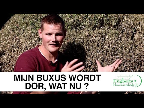 Aflevering 22: Buxusmot