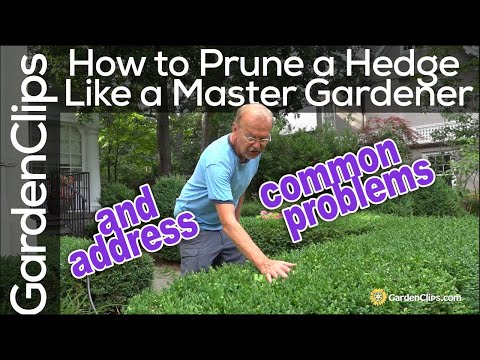 How To Prune a Boxwood Hedge like a Master Gardener - Trim your boxwood plant like a pro