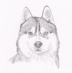 Khám Phá Hơn 84 Vẽ Chó Alaska Tuyệt Vời Nhất - Tin Học Vui