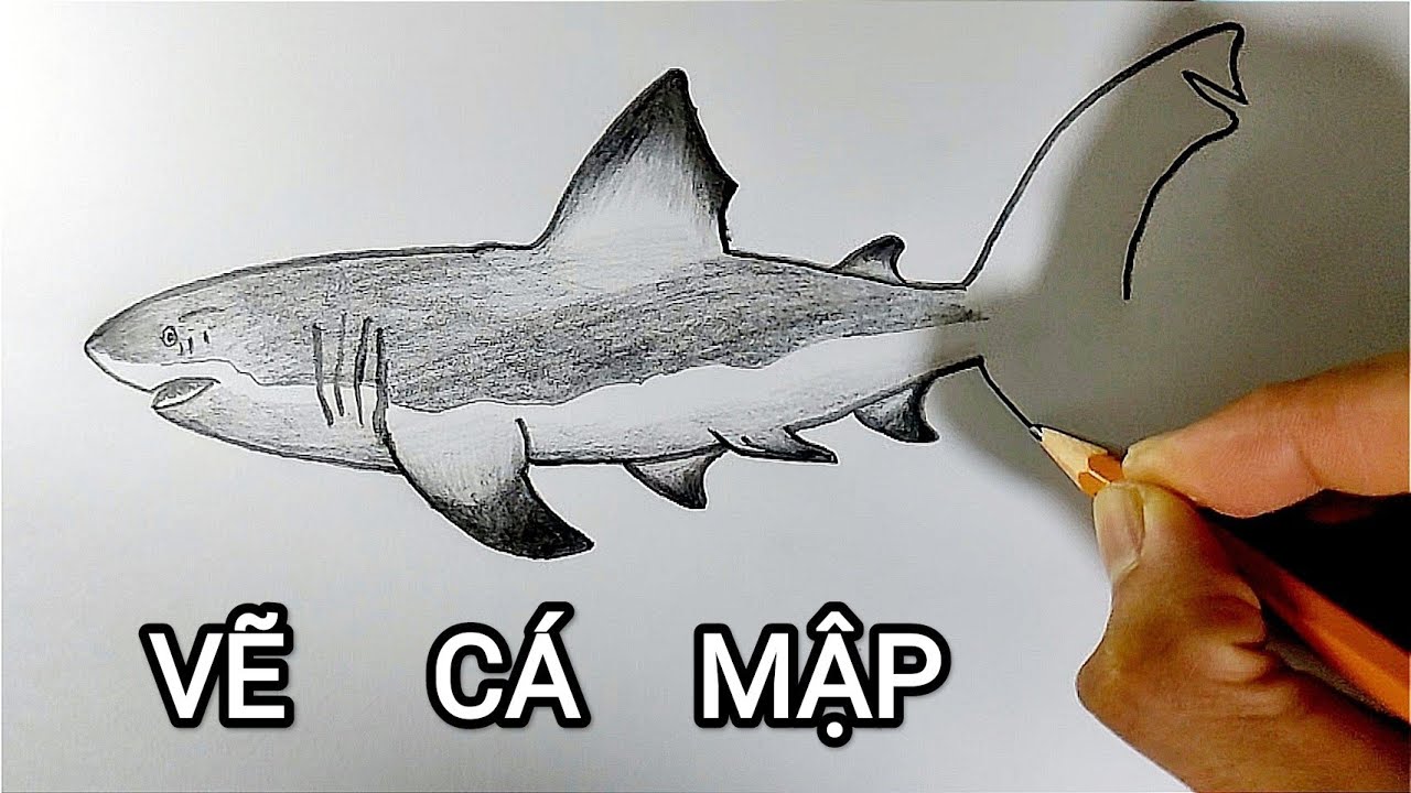 Vẽ Cá Mập Bằng Bút Chì | How To Draw A Shark - Youtube