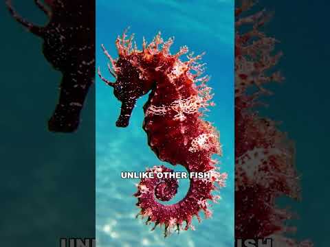 Seahorse | The Bizzare Ocean Creature