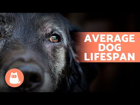 How LONG Do DOGS LIVE? 🐶 The LIFE EXPECTANCY of Dogs