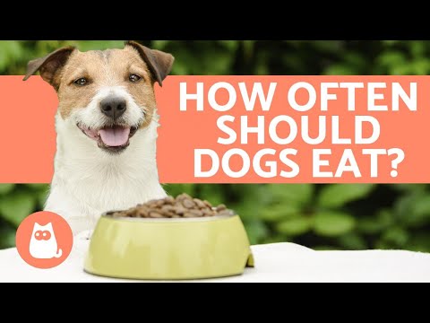 How Many Times a Day Should DOGS EAT? - Puppies and Adults