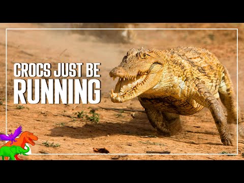 Crocs Galloping and Running for 3 and Half Minutes