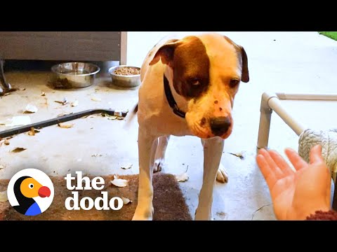 Stray Dog Too Scared To Come Inside The House | The Dodo