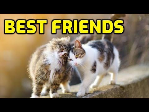 How Long Do Cats Remember Other Cats?