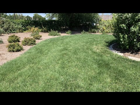 This drought tolerant turf is such a hit, other Utah towns want in
