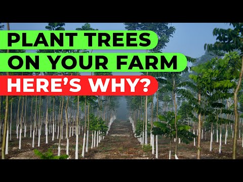 SHOULD YOU PLANT TREES IN YOUR FARM LAND???