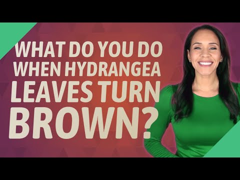 What do you do when hydrangea leaves turn brown?