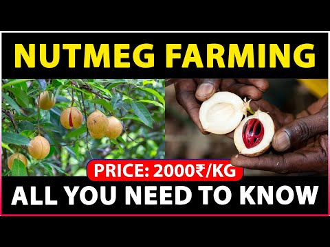 Nutmeg Farming: A Step-by-Step Guide to Cultivating and Harvesting Nutmeg Trees