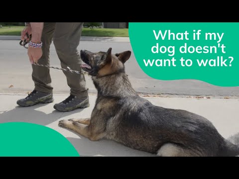What To Do When a Dog Doesn't Want to Walk! | Wag!