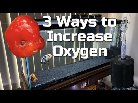 THREE WAYS TO INCREASE OXYGEN LEVEL IN A FISH TANK