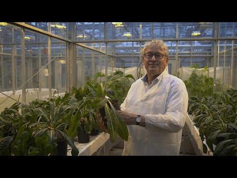 Chicory roots will boost your gut health say scientists